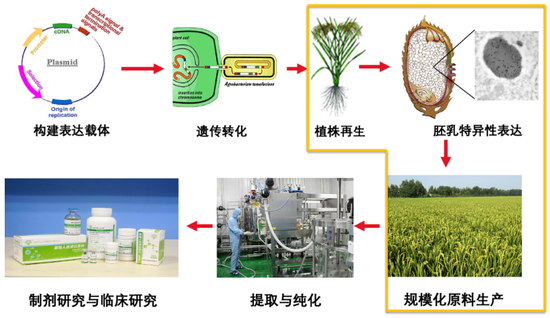 水稻上“種”出人血清白蛋白,禾元生物申報IPO