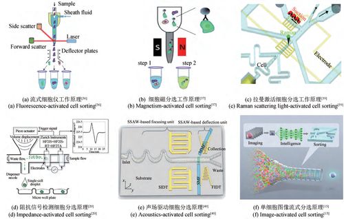 利用生物來制作商品,合成生物學(xué)也許將是制造業(yè)的未來